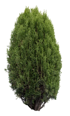 conifer 032 — Скачать