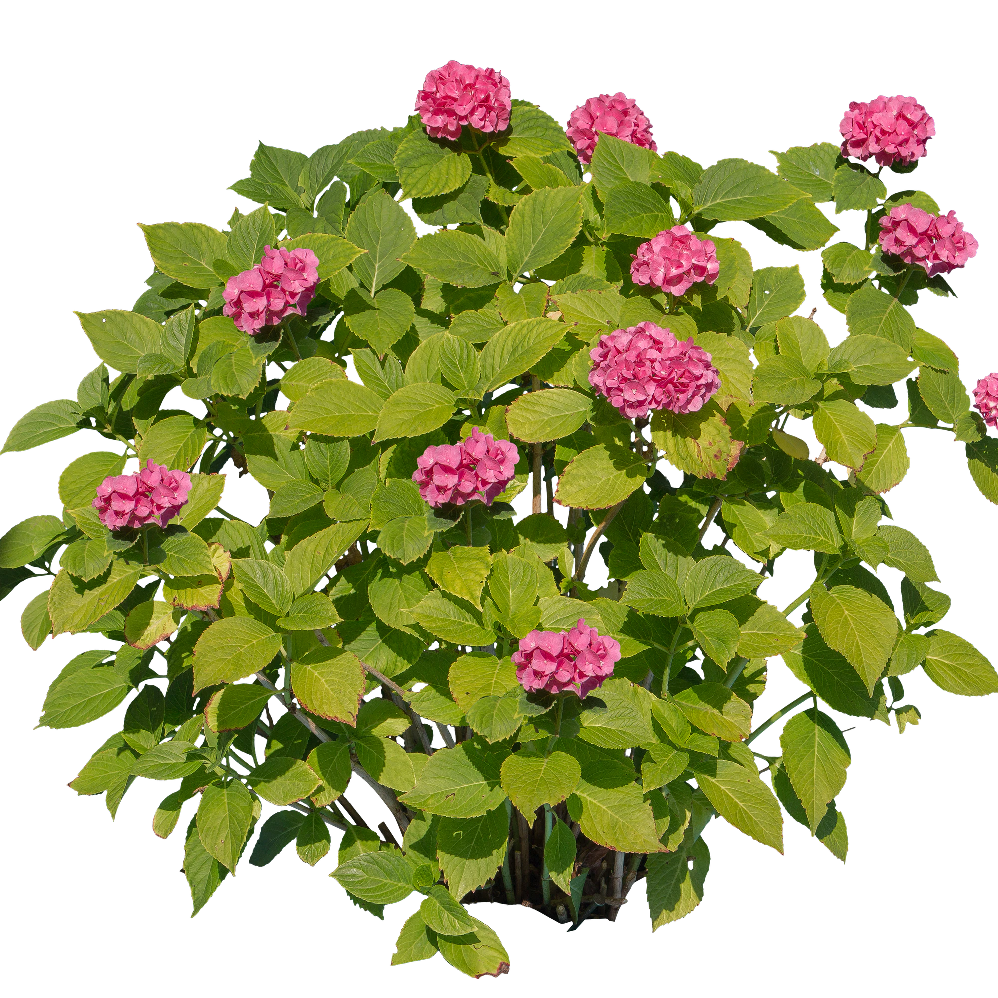 flowers 003 — Скачать