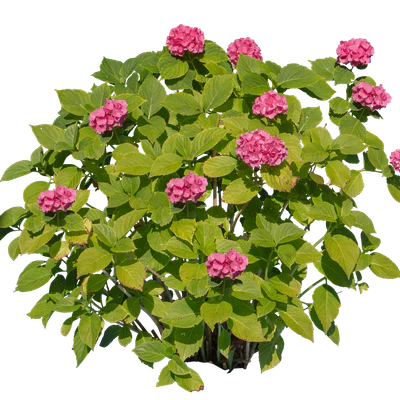 flowers 003 — Скачать