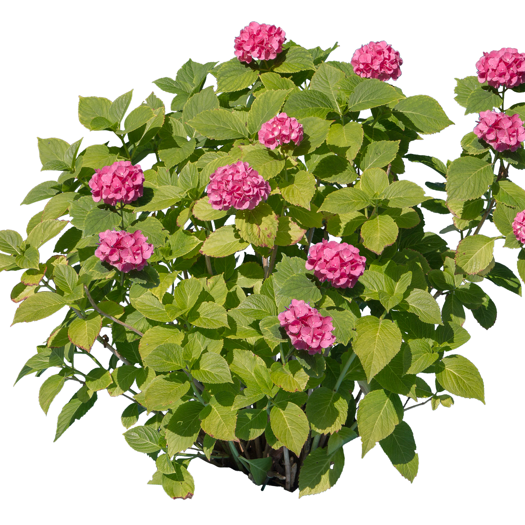 flowers 004 — Скачать