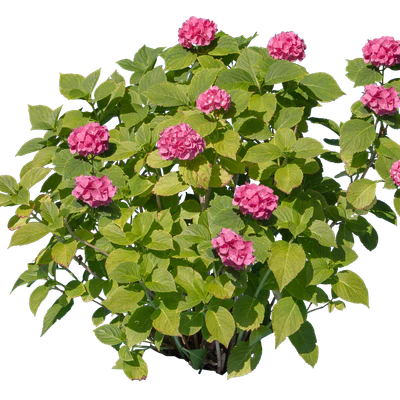 flowers 004 — Скачать