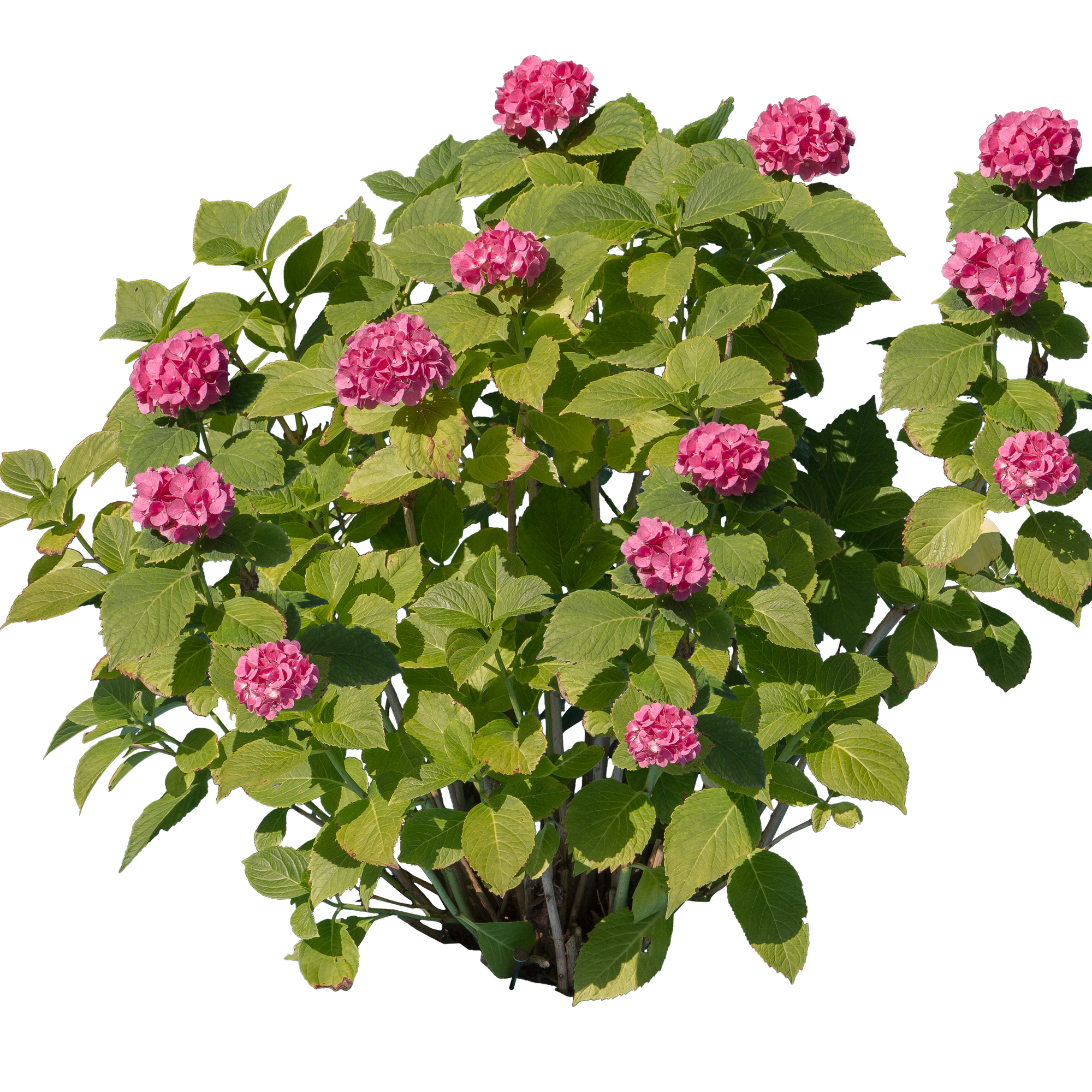 flowers 005 — Descargar