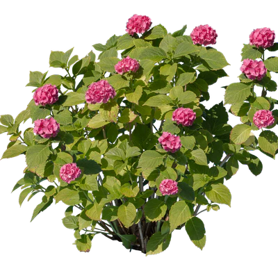flowers 005 — Descargar