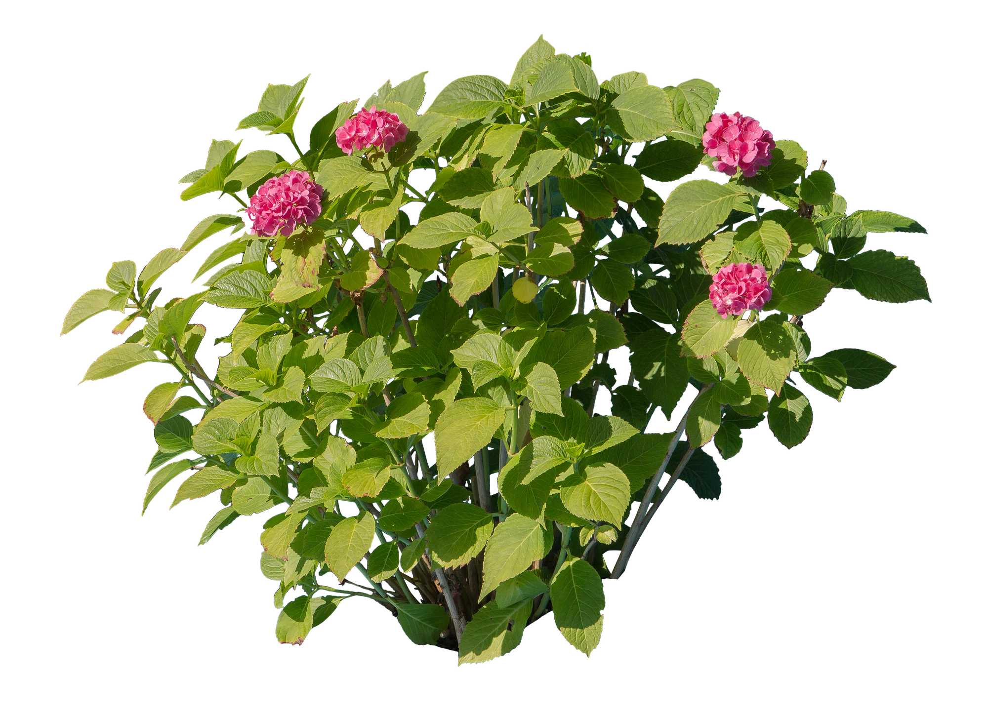 flowers 006 — Скачать