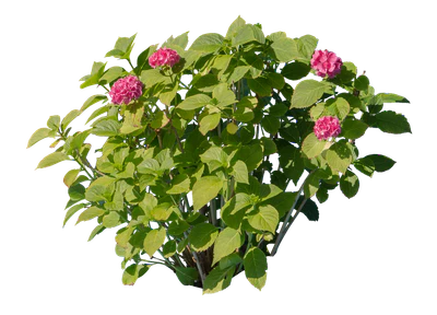 flowers 006 — Скачать