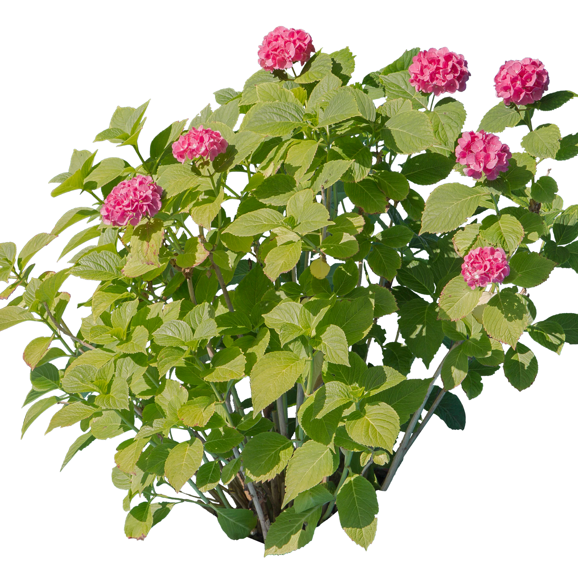 flowers 007 — Descargar
