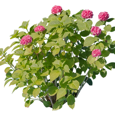 flowers 007 — Descargar
