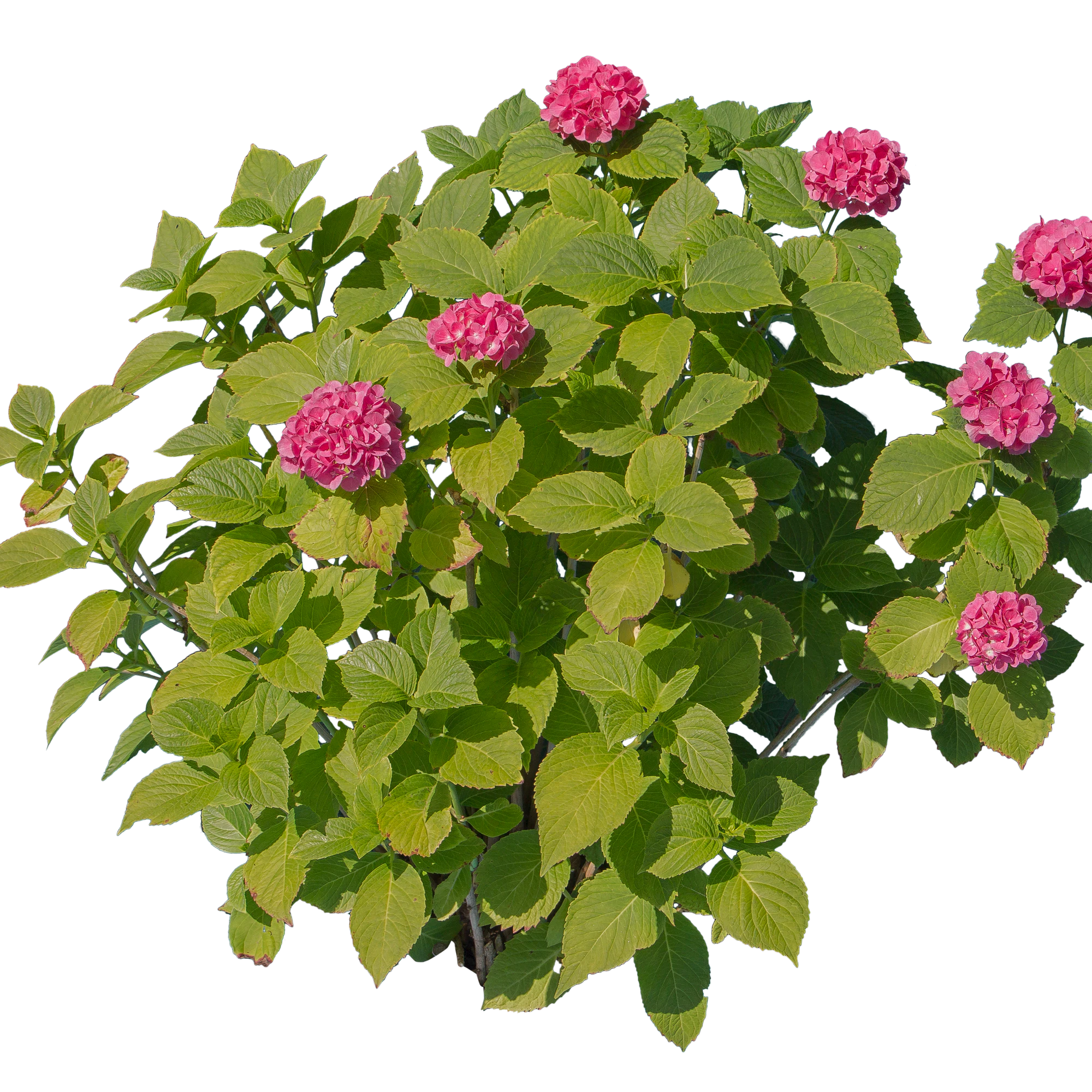 flowers 008 — Descargar