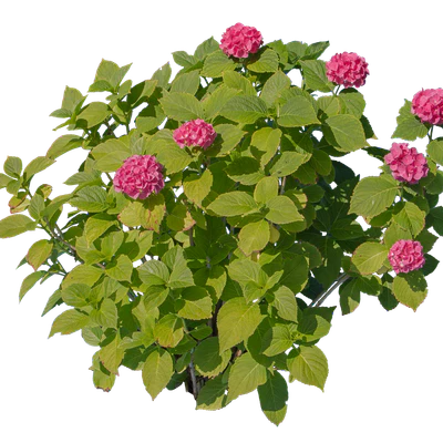 flowers 008 — Descargar