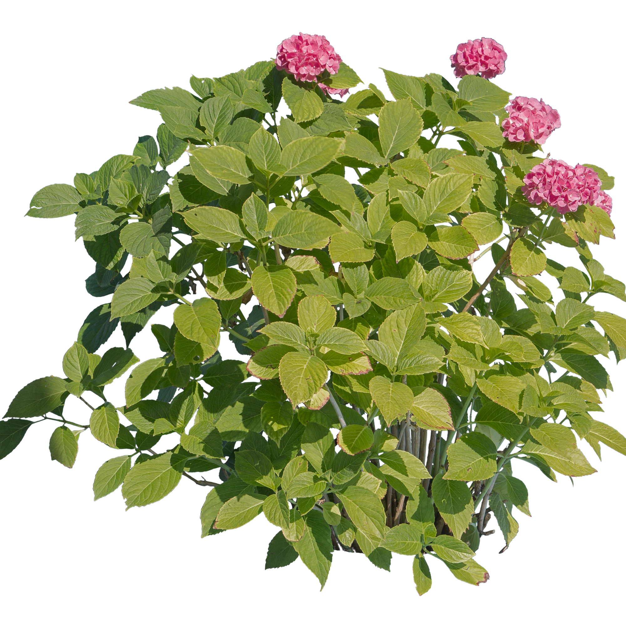 flowers 009 — Descargar