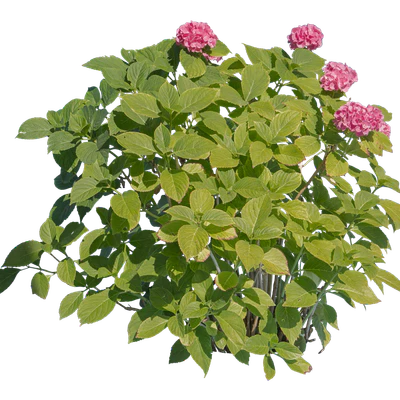 flowers 009 — Descargar