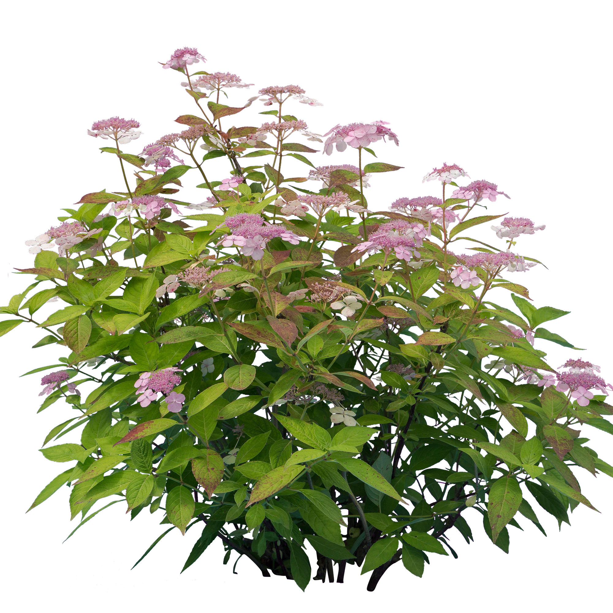 flowers 010 — Скачать
