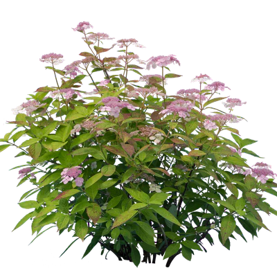 flowers 010 — Скачать