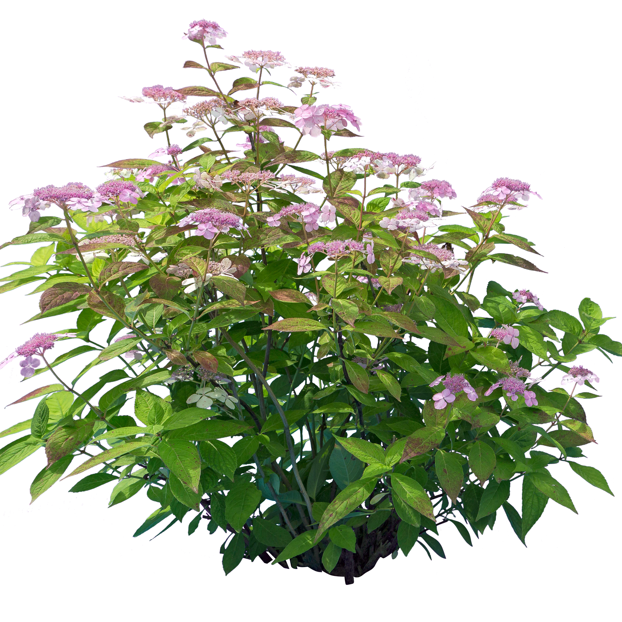 flowers 011 — Скачать