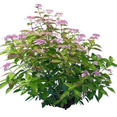 flowers 011 — Скачать