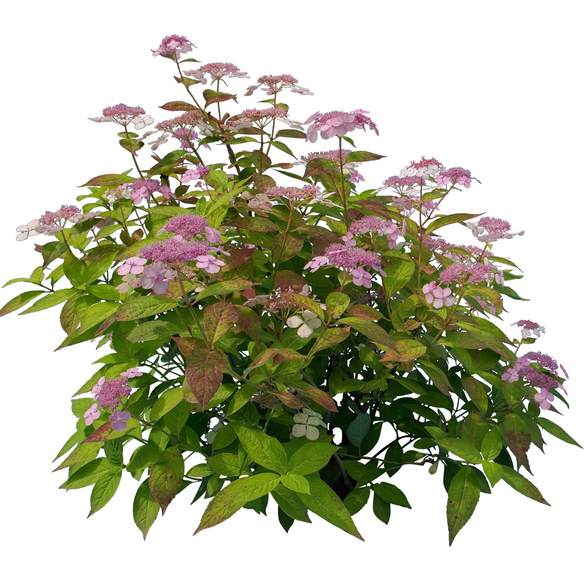 flowers 012 — Descargar