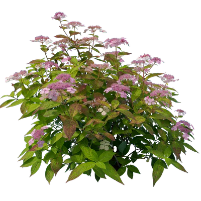 flowers 012 — Descargar