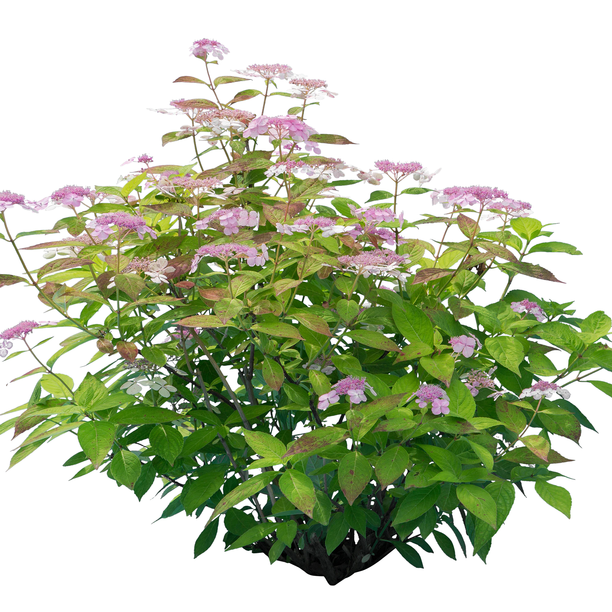 flowers 013 — Скачать