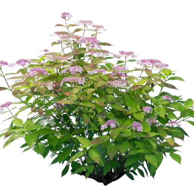 flowers 013 — Скачать