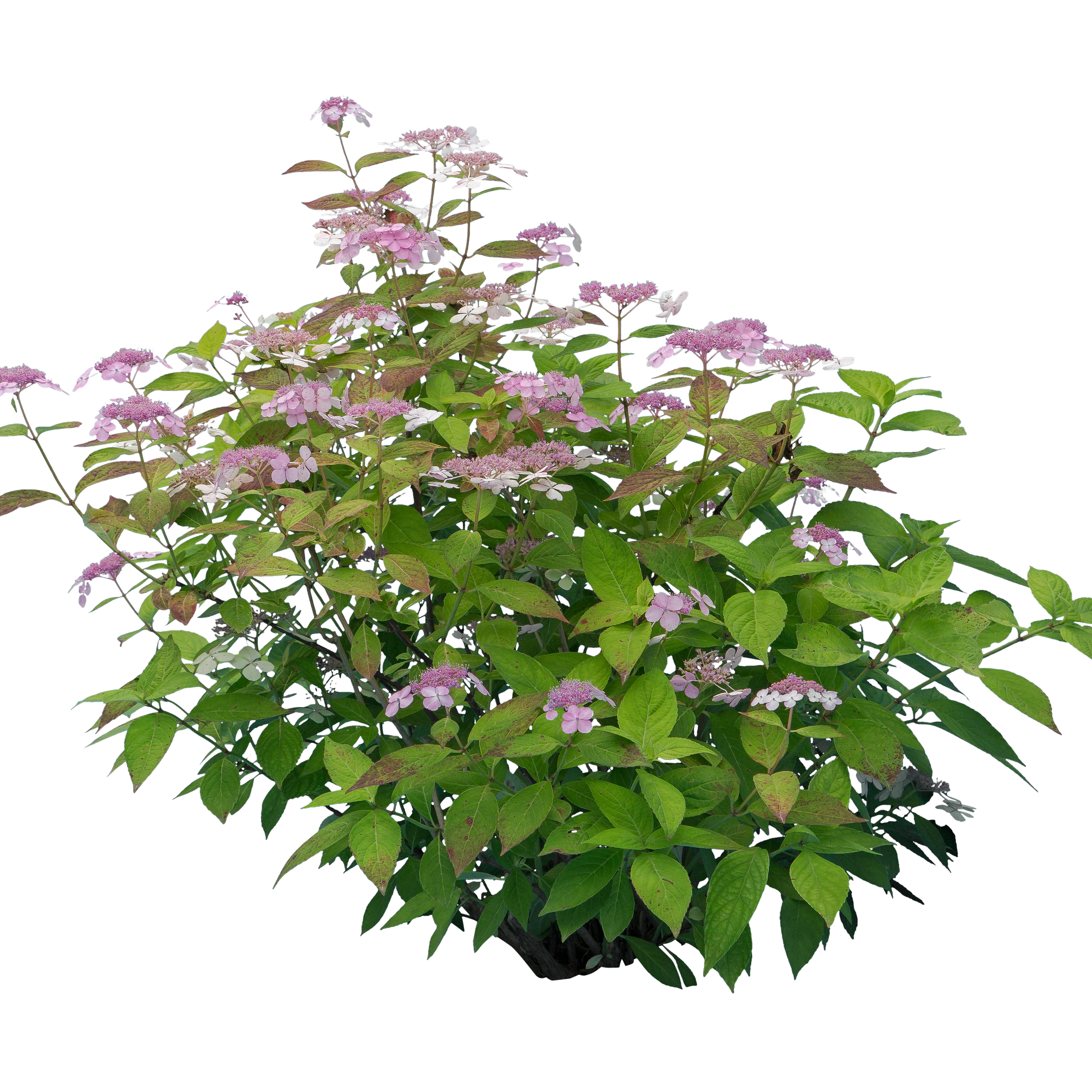 flowers 014 — Скачать