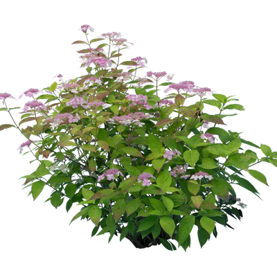 flowers 014 — Скачать