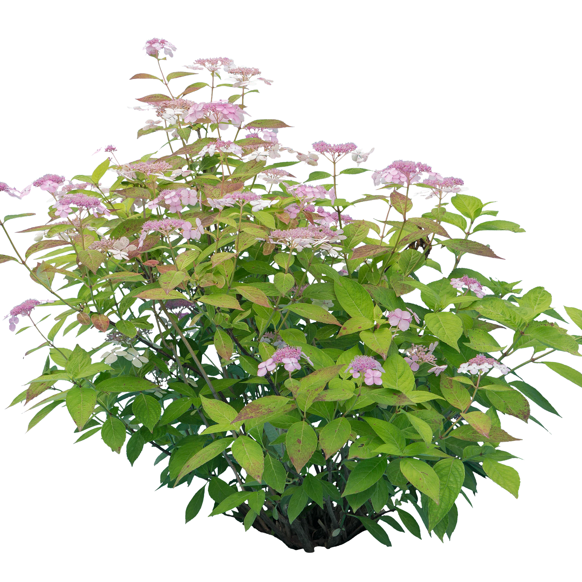 flowers 015 — Скачать
