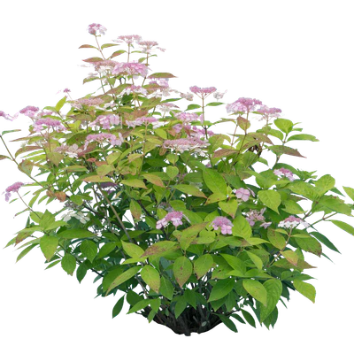 flowers 015 — Скачать