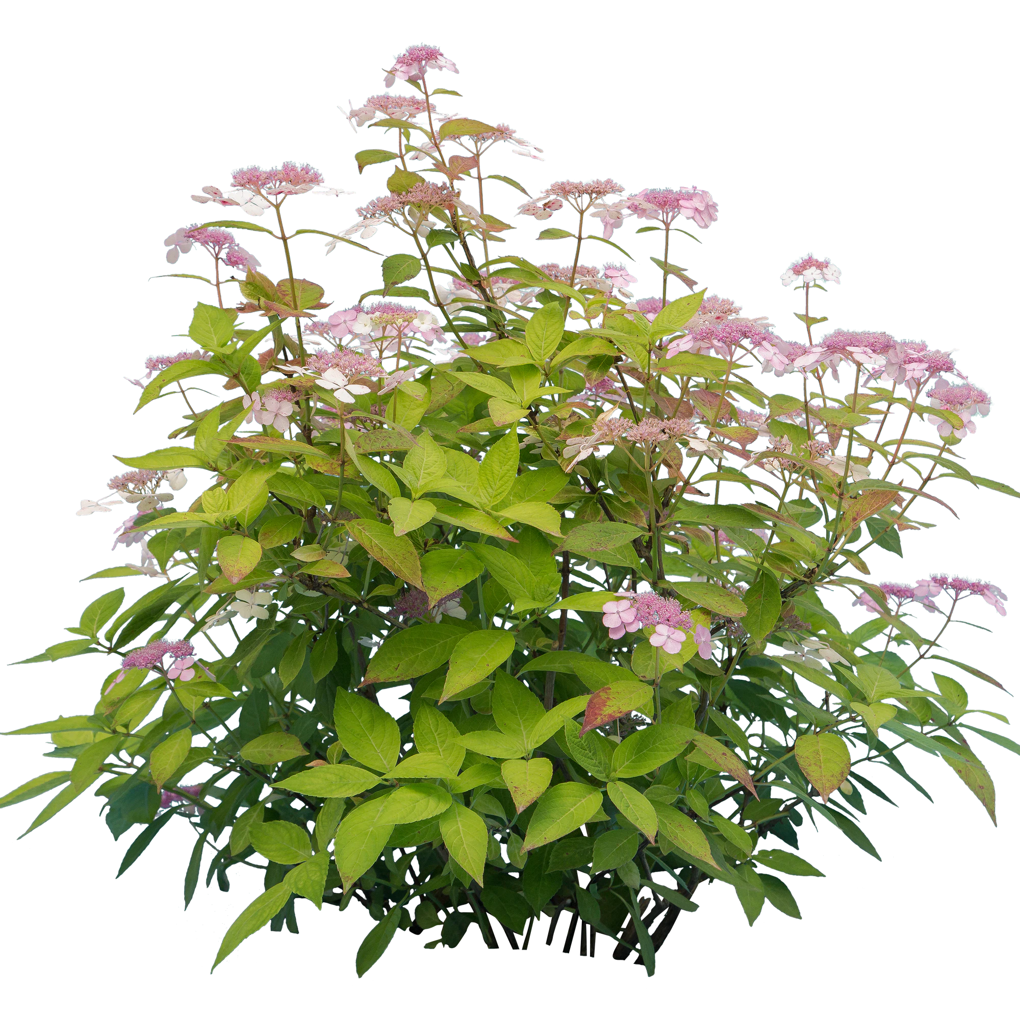 flowers 016 — Descargar