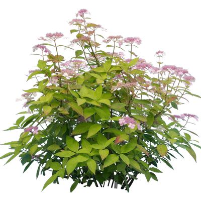 flowers 016 — Descargar