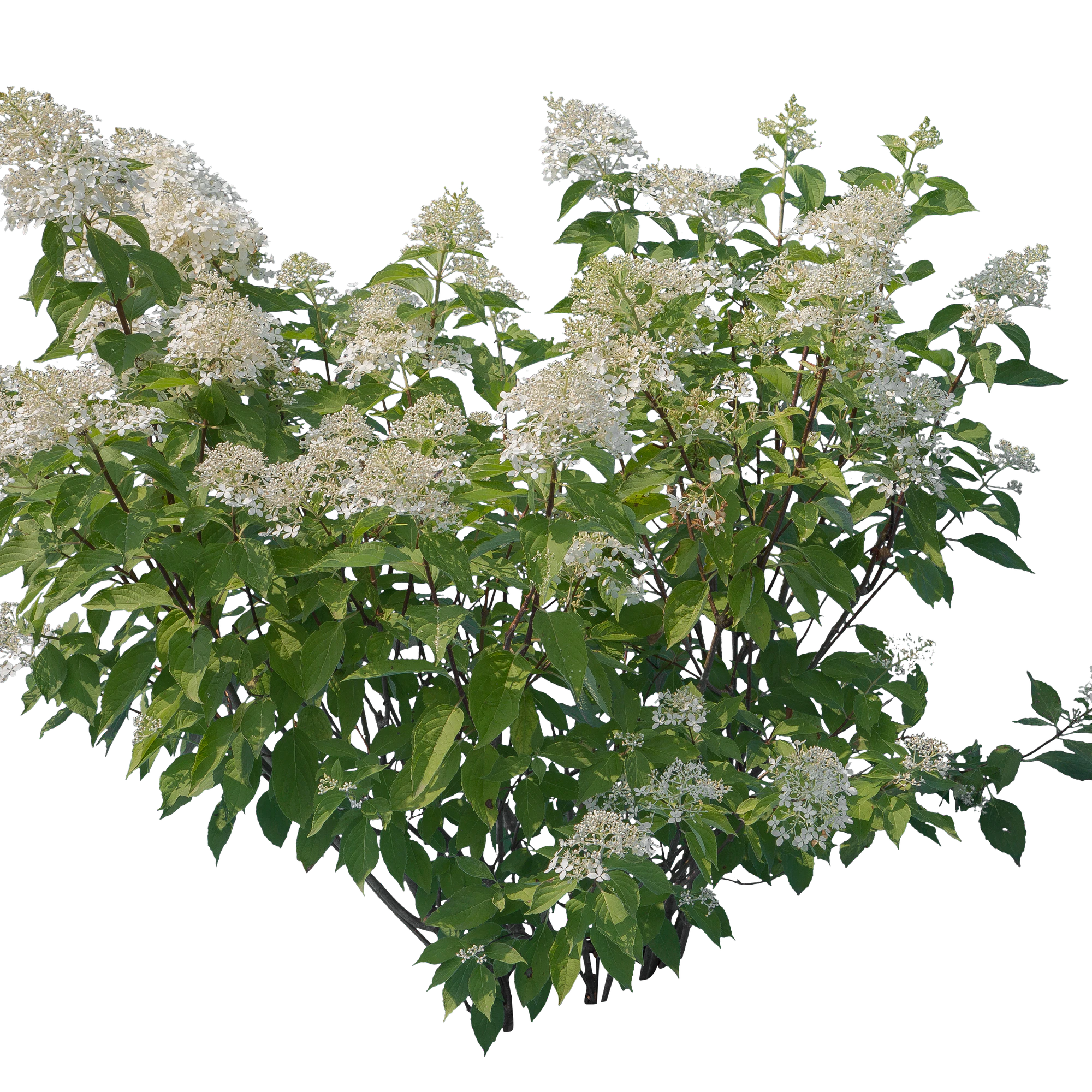 flowers 017 — Скачать