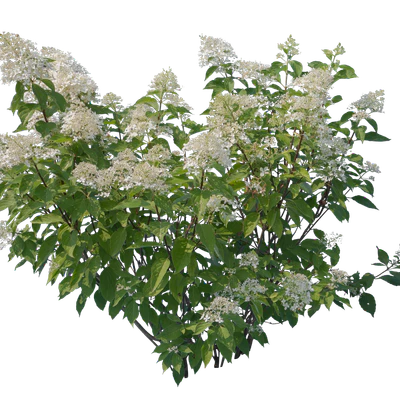 flowers 017 — Скачать