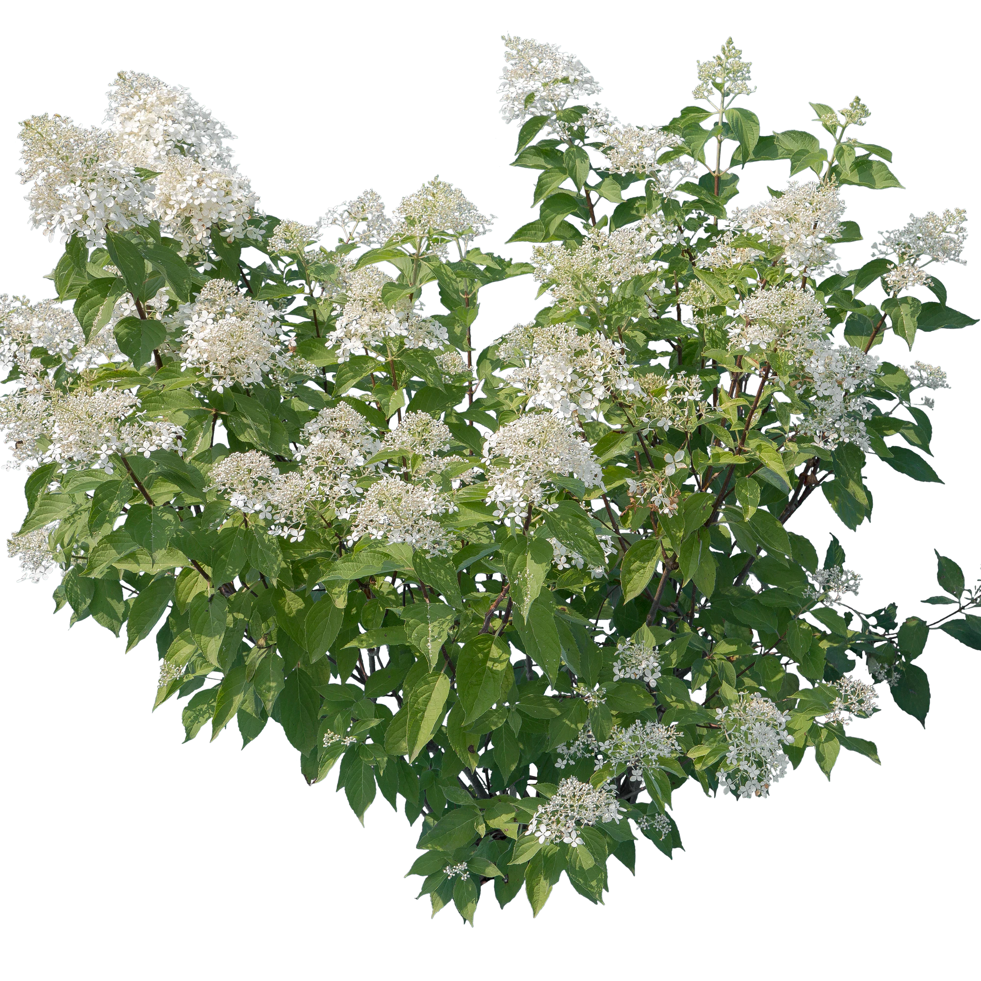 flowers 018 — Скачать