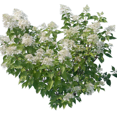 flowers 018 — Скачать