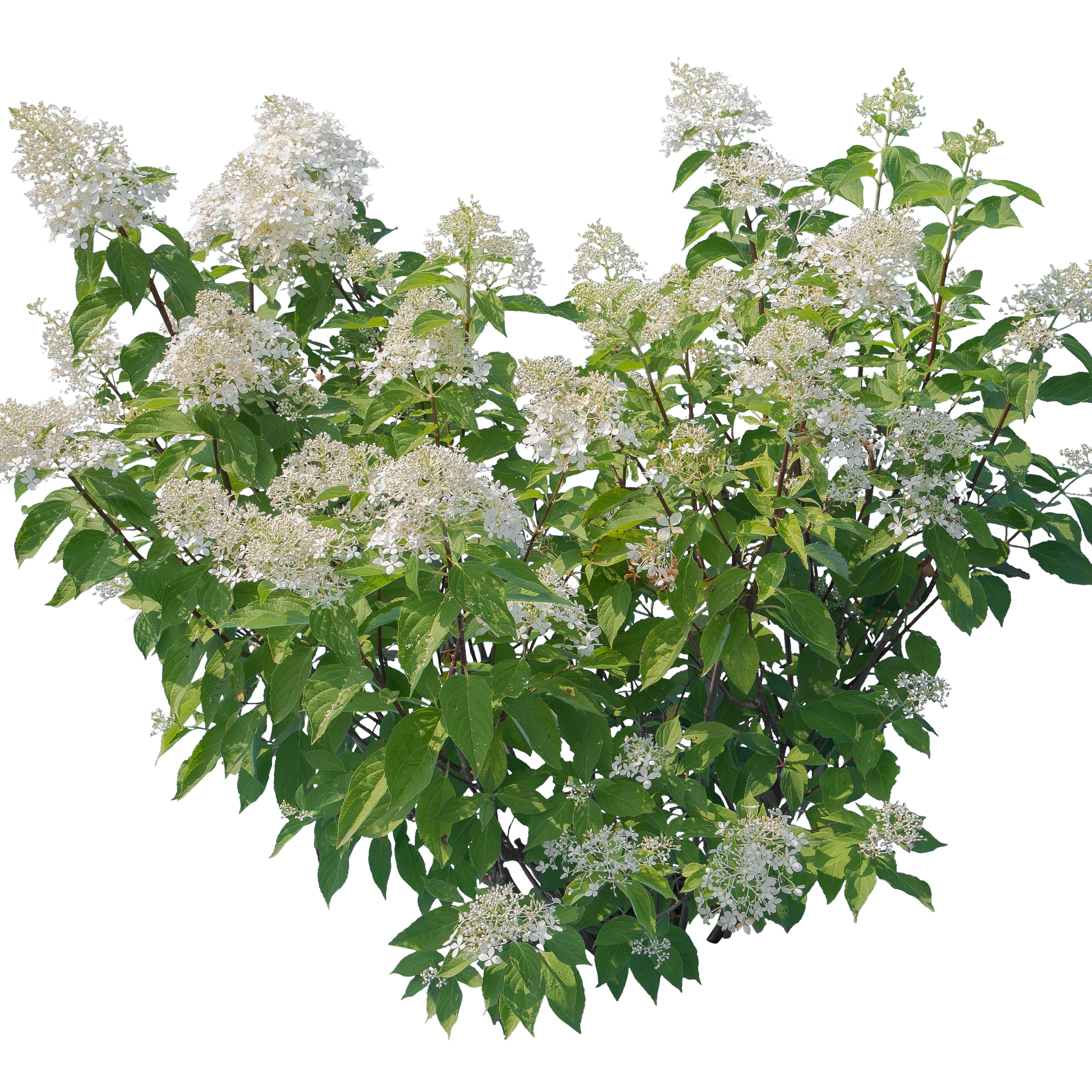 flowers 019 — Descargar