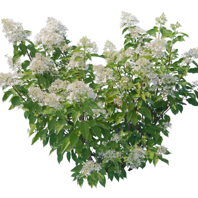 flowers 019 — Descargar