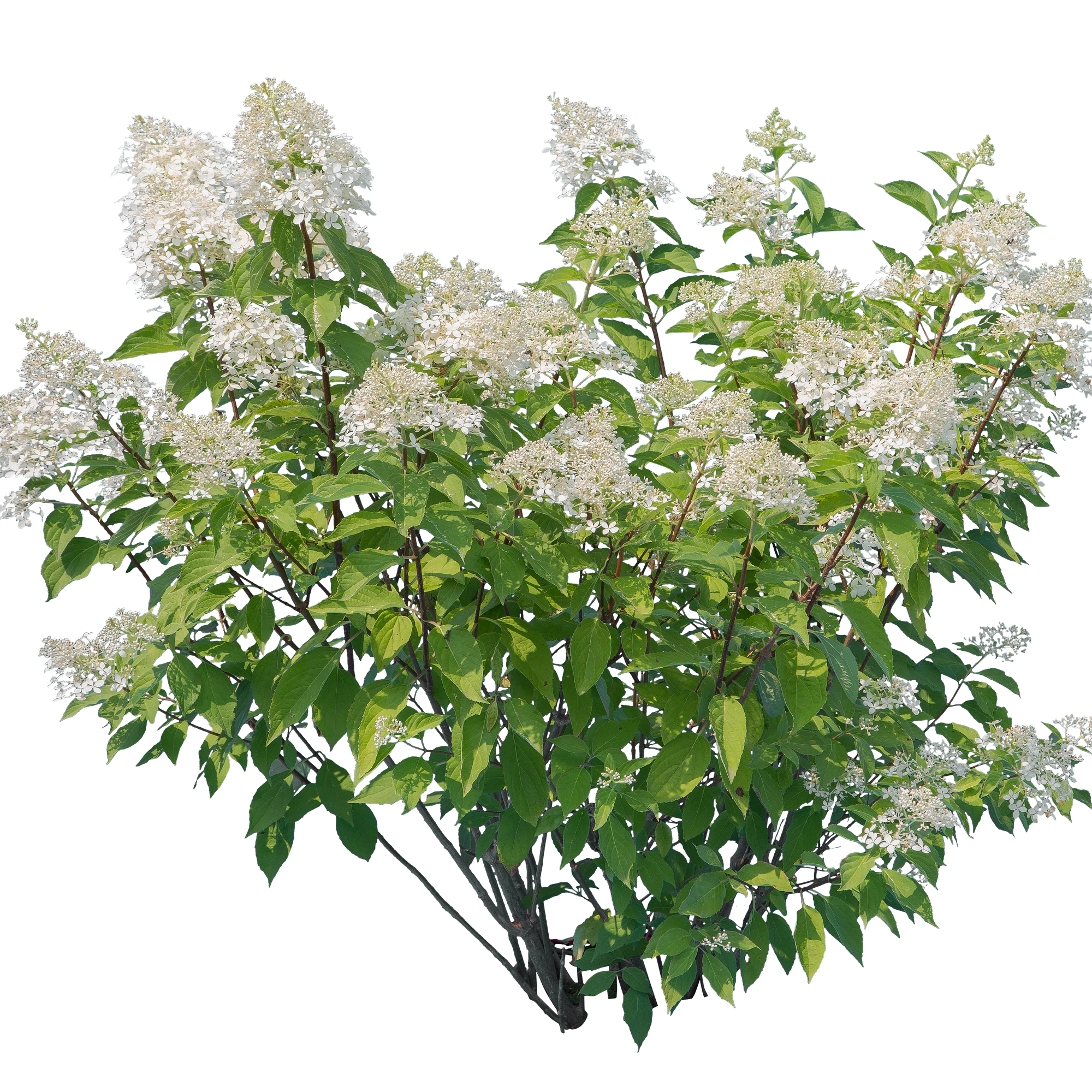 flowers 020 — Descargar