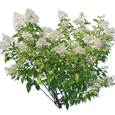 flowers 020 — Descargar