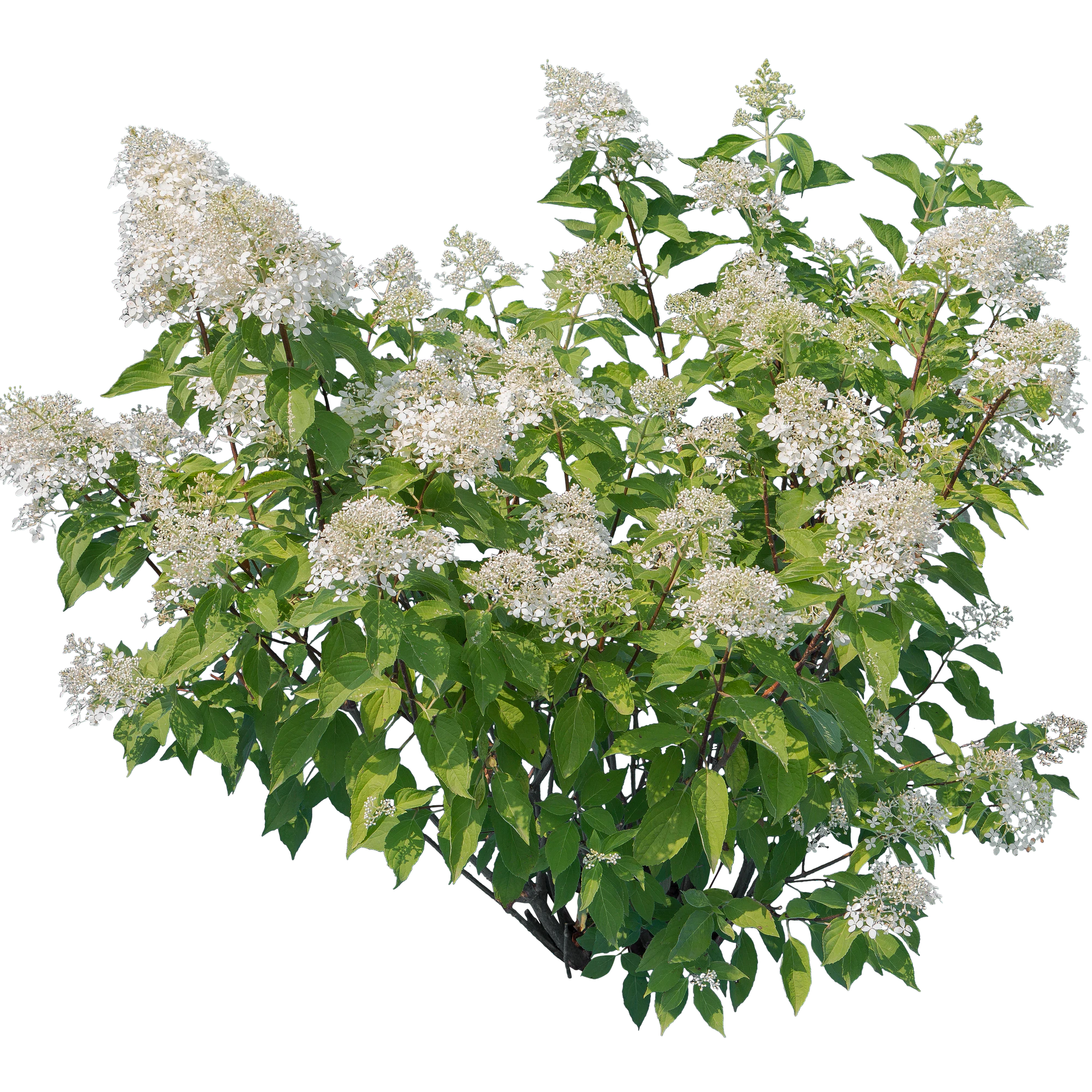 flowers 021 — Descargar