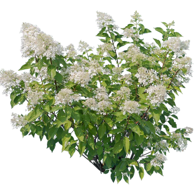 flowers 021 — Descargar