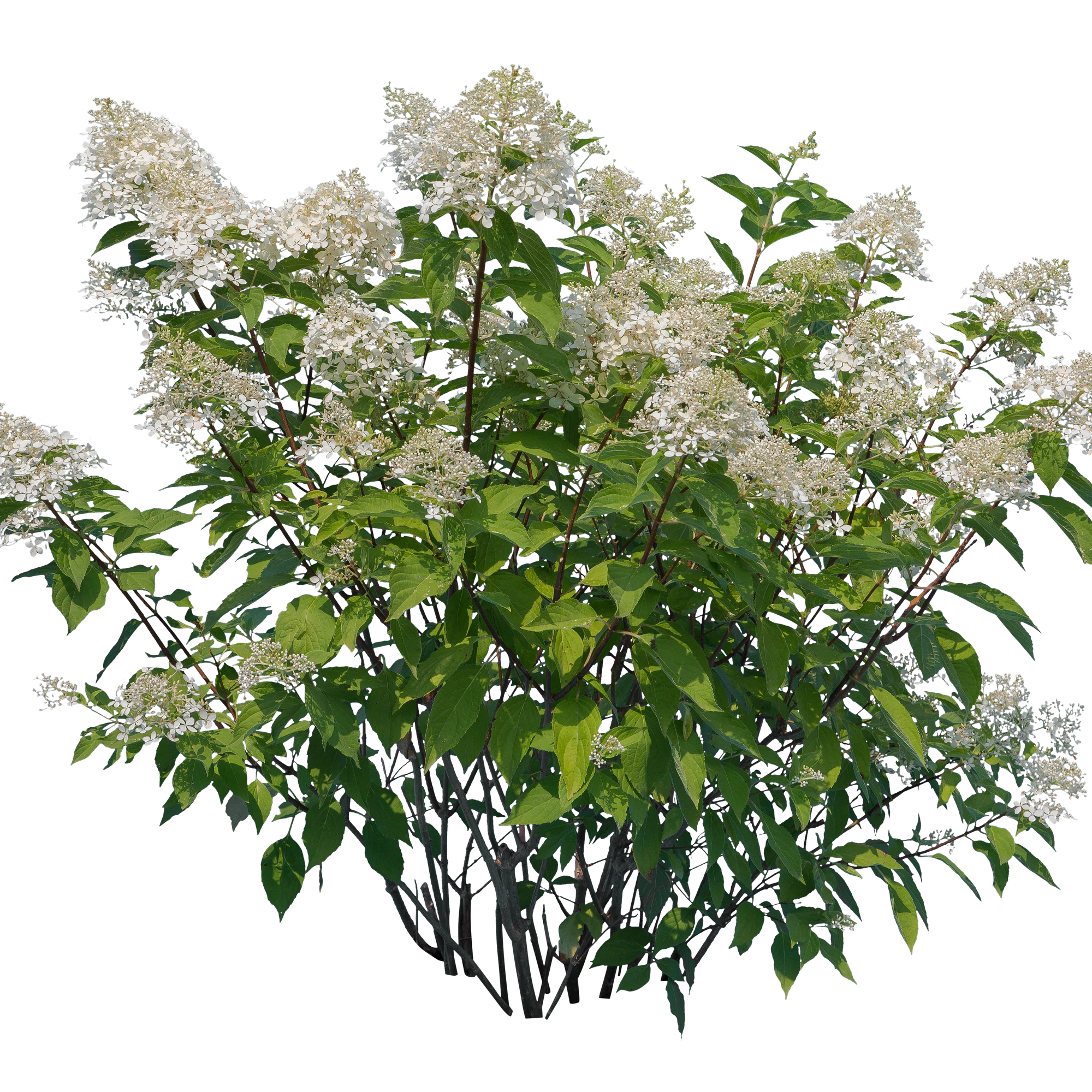 flowers 022 — Descargar
