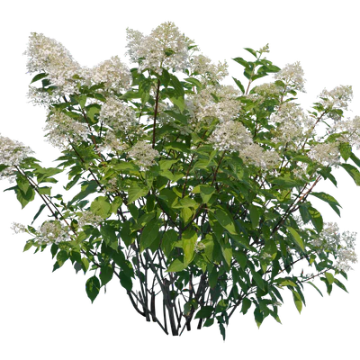 flowers 022 — Descargar