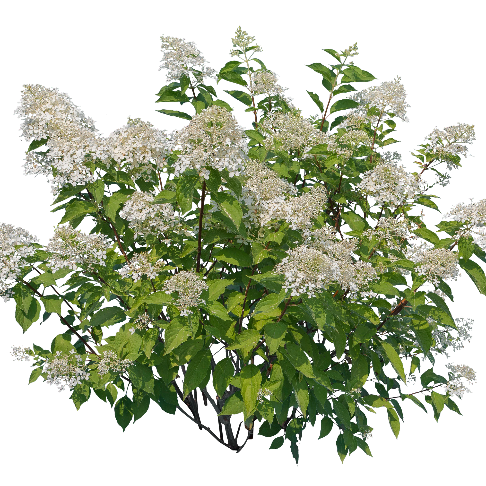 flowers 023 — Descargar