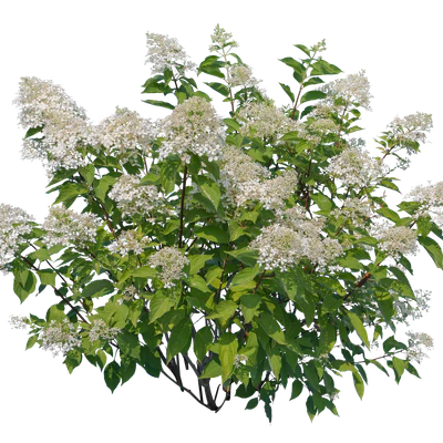 flowers 023 — Descargar