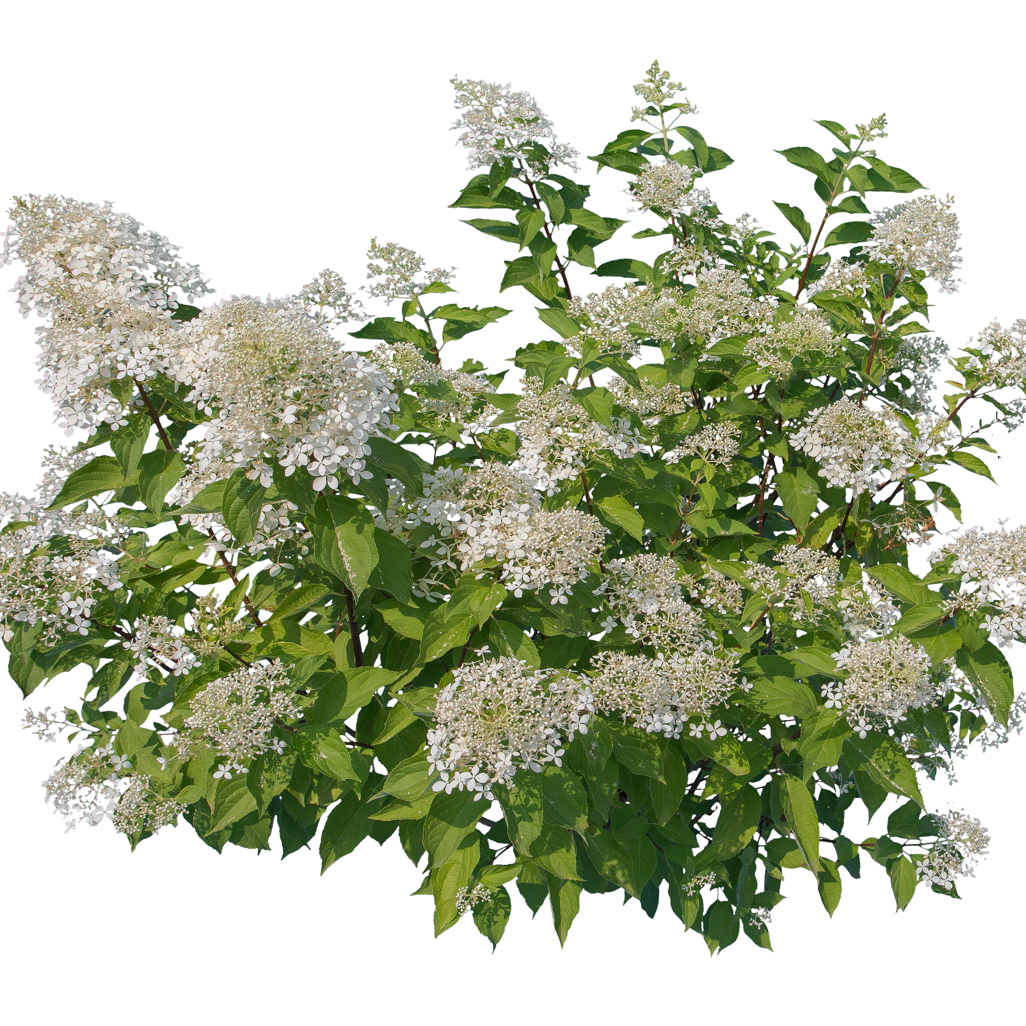 flowers 024 — Скачать