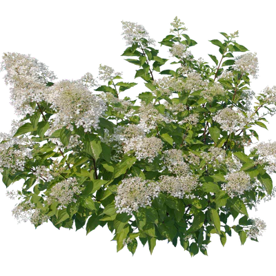 flowers 024 — Скачать