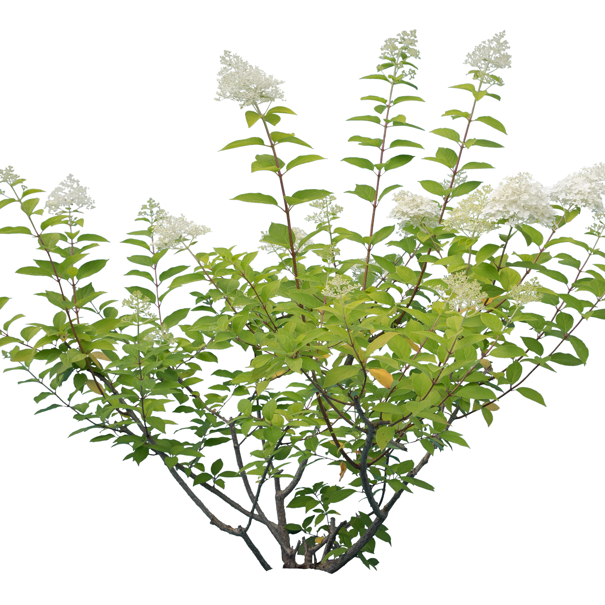 flowers 025 — Descargar