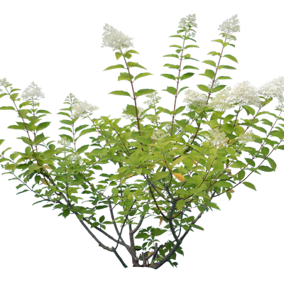 flowers 025 — Descargar