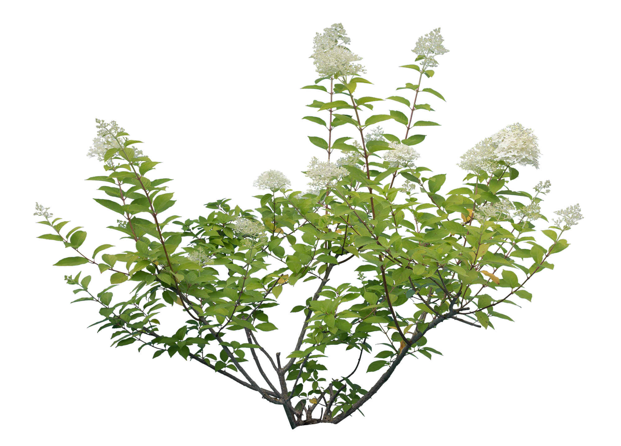 flowers 026 — Descargar