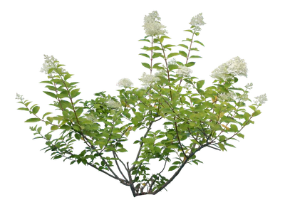 flowers 026 — Descargar