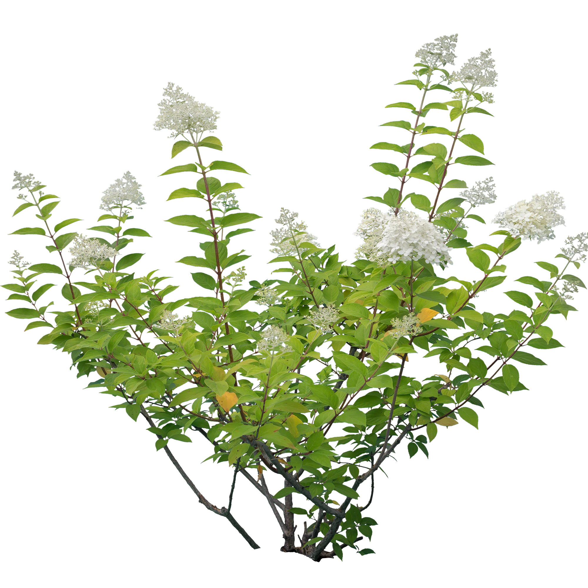 flowers 027 — Descargar